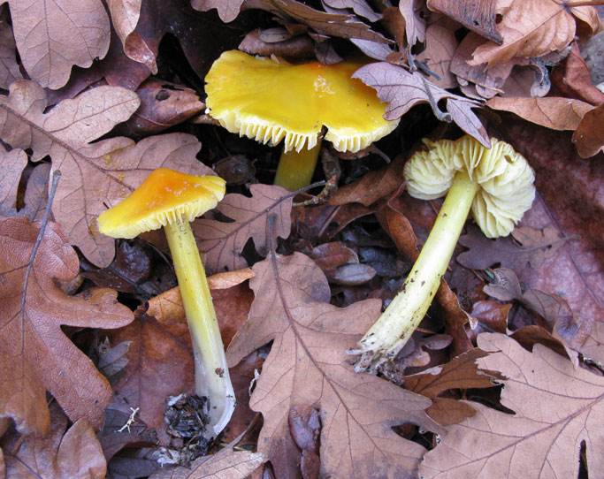 Hygrocybe acutoconica